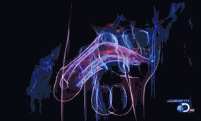 परिचय छवि